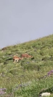 Горные козлы на склонах горы Хуступ в Сюникской области Армении, фото Никола Пашиняна