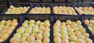 Армянские абрикосы выходят на европейский рынок: старт продаж в Польше